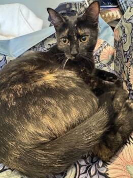 Tortoiseshell Cats Available for Adoption - Macaroni | PetCurious