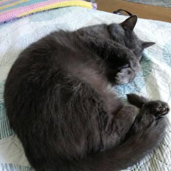 Ashes -  Domestic Short Hair Cat for Adoption in Asheville, North Carolina - Ashes | PetCurious