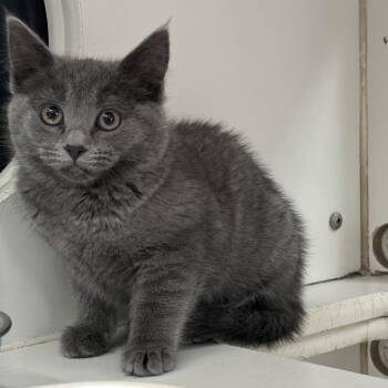 Grimm -  Domestic Short Hair Cat for Adoption in Cheyenne, Wyoming - Grimm | PetCurious