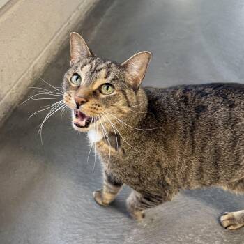 Rescue Domestic Short Hair Cats for Adoption in West Milford, New Jersey - Newman | PetCurious