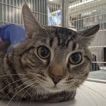 Domestic Short Hair Cats Available for Adoption - Paddington | PetCurious