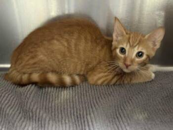 Garfield -  Domestic Short Hair Cat for Adoption in Memphis, Tennessee - Garfield | PetCurious