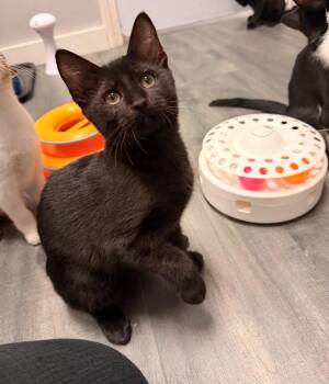 Wild Blue Yonder -  Domestic Short Hair Cat for Adoption in Hudson, New Hampshire - Wild Blue Yonder | PetCurious