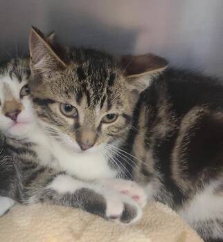 Swag -  Domestic Short Hair Cat for Adoption in Plover, Wisconsin - Swag | PetCurious