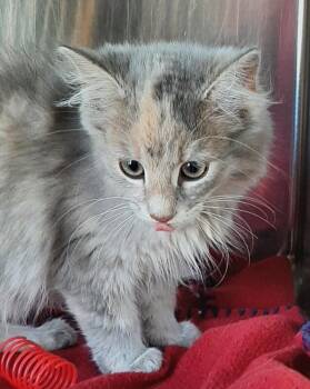 Maggie -  Domestic Long Hair and Dilute Calico Cat for Adoption in Georgetown, Ohio - Maggie | PetCurious