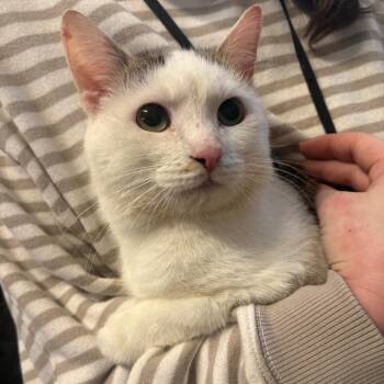 Domestic Short Hair Cats Available for Adoption in Morganton, North Carolina - Domino | PetCurious