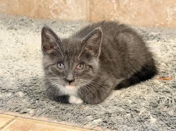 Cooper -  Russian Blue and Domestic Short Hair Cat for Adoption in Plumerville, Arkansas - Cooper | PetCurious