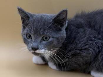 Erica -  Domestic Short Hair Cat for Adoption in Portland, Oregon - Erica | PetCurious