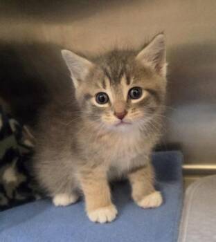 Melinda -  Domestic Short Hair Cat for Adoption in Westland, Michigan - Melinda | PetCurious