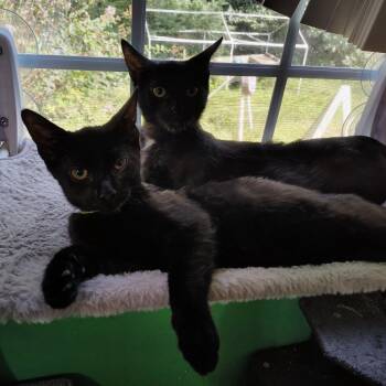Rescue Domestic Short Hair Cats for Adoption in Beulaville, North Carolina - Herald | PetCurious