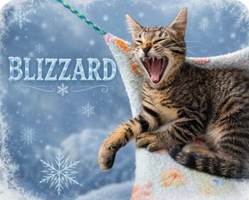 Blizzard -  Tabby Cat for Adoption in Cleveland, Ohio - Blizzard | PetCurious