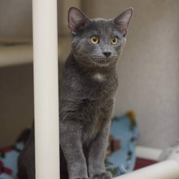 Shadow -  Domestic Short Hair Cat for Adoption in Naperville, Illinois - Shadow | PetCurious