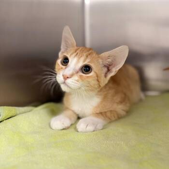 Sammy -  Domestic Short Hair Cat for Adoption in Spokane, Washington - Sammy | PetCurious