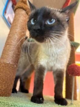 Pearl -  Siamese and Domestic Short Hair Cat Available for Adoption in Scottsbluff, Nebraska - Pearl | PetCurious
