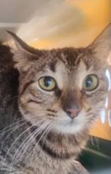 Rescue Domestic Short Hair Cats for Adoption in Baton Rouge, Louisiana - Austin | PetCurious