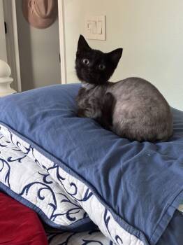 American Shorthair Cats Available for Adoption - Zip | PetCurious
