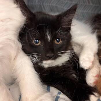 Bettafish -  Domestic Medium Hair Cat for Adoption in Lynchburg, Virginia - Bettafish | PetCurious