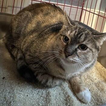 Naomi Catbell -  Domestic Short Hair Cat for Adoption in Tipp City, Ohio - Naomi Catbell | PetCurious