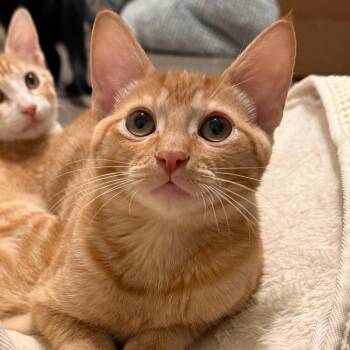 Miles -  Domestic Short Hair Cat for Adoption in Fort Worth, Texas - Miles | PetCurious