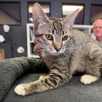 Ferris -  Domestic Short Hair Cat for Adoption in Las Vegas, Nevada - Ferris | PetCurious