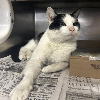 Domestic Medium Hair Cats Available for Adoption - Worm | PetCurious