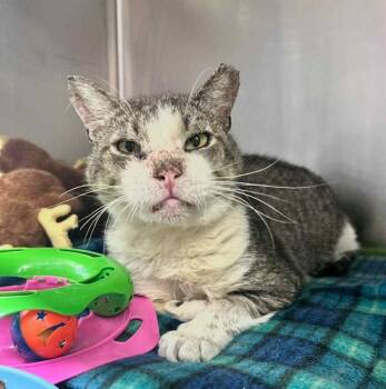 Rescue Domestic Short Hair Cats for Adoption in Sebastian, Florida - Clark | PetCurious