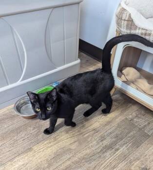 Domestic Short Hair Cats Available for Adoption in Mcminnville, Oregon - Nora | PetCurious