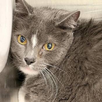 Mittens -  Domestic Short Hair Cat for Adoption in Marshall, Texas - Mittens | PetCurious