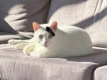 Percy -  Domestic Short Hair Cat Available for Adoption in San Francisco, California - Percy | PetCurious