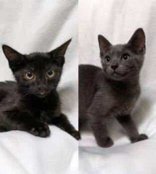 Rescue Domestic Short Hair Cats for Adoption in Encinitas, California - Wilma & William (Bonded Pair) | PetCurious