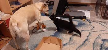 Heidi -  Domestic Medium Hair Cat for Adoption in Richmond, Virginia - Heidi | PetCurious