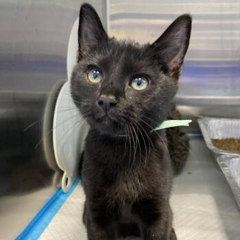 Billy (aqua) -  Domestic Short Hair Cat for Adoption in Greensboro, North Carolina - Billy (aqua) | PetCurious