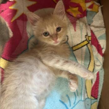 CHEETO -  Domestic Medium Hair Cat for Adoption in Kyle, Texas - CHEETO | PetCurious