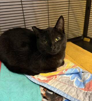 Domestic Short Hair Cats Available for Adoption in Cortland, New York - Raven | PetCurious