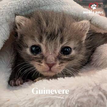 Tabby Cats Available for Adoption - Guinevere | PetCurious