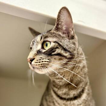 Domestic Short Hair Cats Available for Adoption in Fairport, New York - Tuti | PetCurious