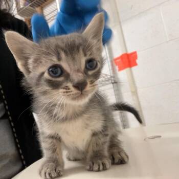 American Shorthair Cats Available for Adoption in Edinburg, Texas - Copper | PetCurious