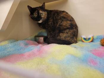 Mochi -  Domestic Short Hair Cat for Adoption in Lorain, Ohio - Mochi | PetCurious