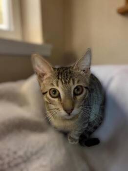 Misha Kot -  Domestic Short Hair and Tabby Cat for Adoption in Chandler, Arizona - Misha Kot | PetCurious