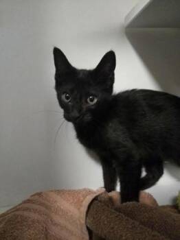Bear -  Domestic Short Hair Cat for Adoption in Savannah, Georgia - Bear | PetCurious