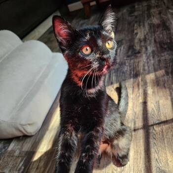 Lucia -  Domestic Short Hair Cat for Adoption in Middleton, Wisconsin - Lucia | PetCurious