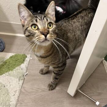 Rescue Domestic Short Hair Cats for Adoption in Tracy, California - Meg & Oscar | PetCurious