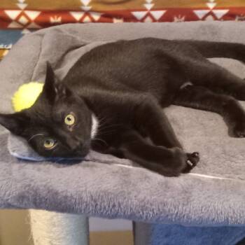 Everett -  Domestic Short Hair Cat for Adoption in Beacon, New York - Everett | PetCurious