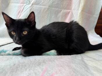Bean -  Domestic Medium Hair Cat for Adoption in Millcreek, Utah - Bean | PetCurious