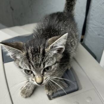 Rescue Domestic Short Hair Cats for Adoption in Houston, Texas - Floyd | PetCurious