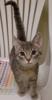 Domestic Short Hair Cats Available for Adoption in Baraboo, Wisconsin - Phoenix | PetCurious