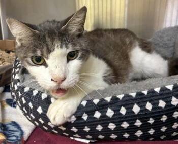 Tango -  Domestic Short Hair Cat for Adoption in New Albany, Indiana - Tango | PetCurious