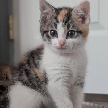 Domestic Short Hair Cats Available for Adoption in Fredericksburg, Virginia - Purple Purell | PetCurious