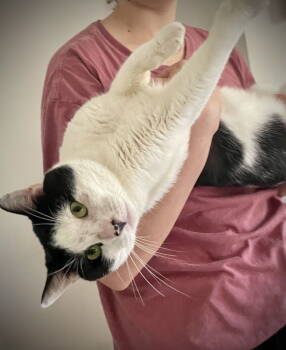 Rescue Domestic Short Hair Cats for Adoption - Wallace | PetCurious