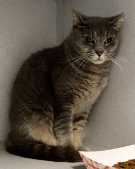 Domestic Short Hair Cats Available for Adoption - Betty | PetCurious